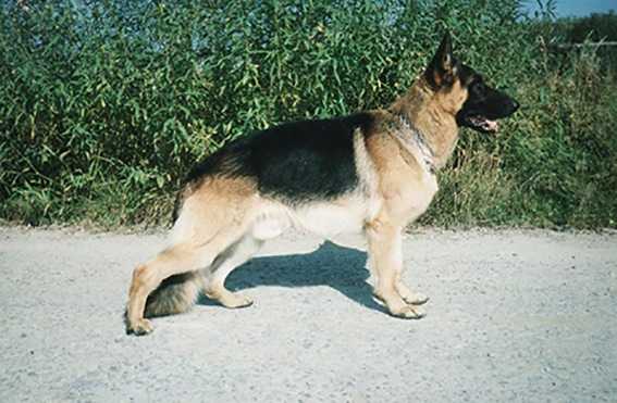 V Big Haus Erfol`kraih Karden