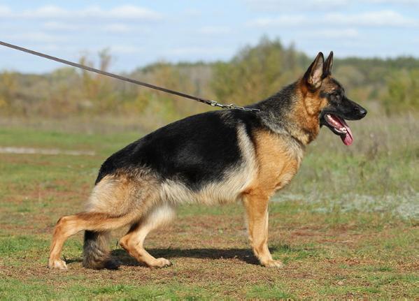 JUN CH(RUS),CH(RUS) San-Rathelle Tsana