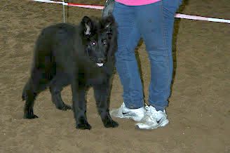 Joy vom Altdeutschen Camp