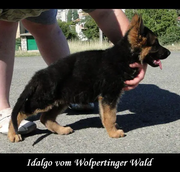 Idalgo vom Wolpertinger Wald