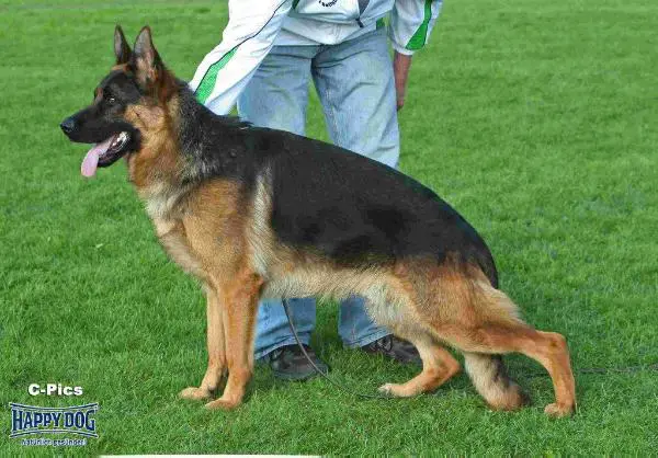 V Yukon vom Suentelstein