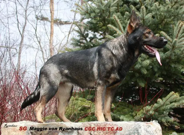 SG Maggie Von Ryanhaus