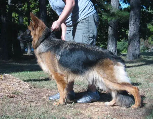 V4 Nala Terrell