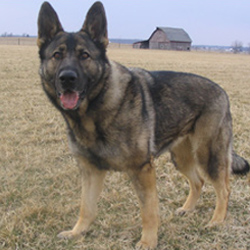 Randi Anna von der Hollenburg