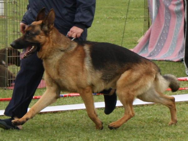 V Strider of Rivenwood