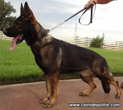 Lada Câini De Politie