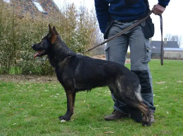 Coco Chanel vom Dechantengrund