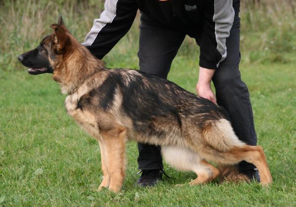 Quenny Solo Rigoletto