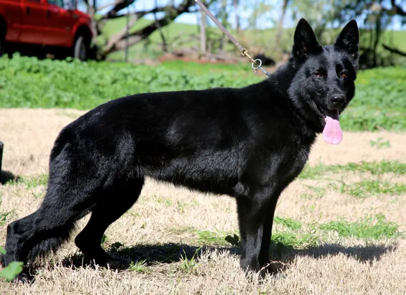 Yakobi von dem WaldKonig