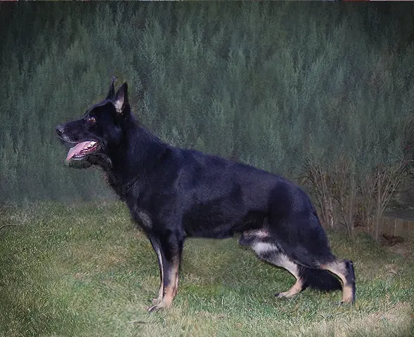 Aron vom Leiner Kogele