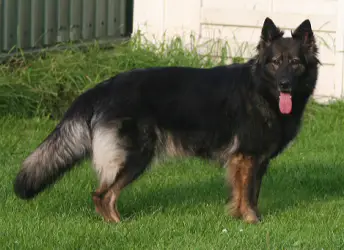 Dcera Cherry vom Altdeutschen Eck