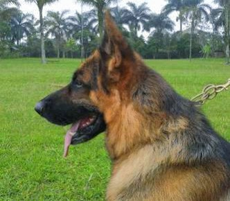 SG5 IGSC Nino vom Haus Salihin