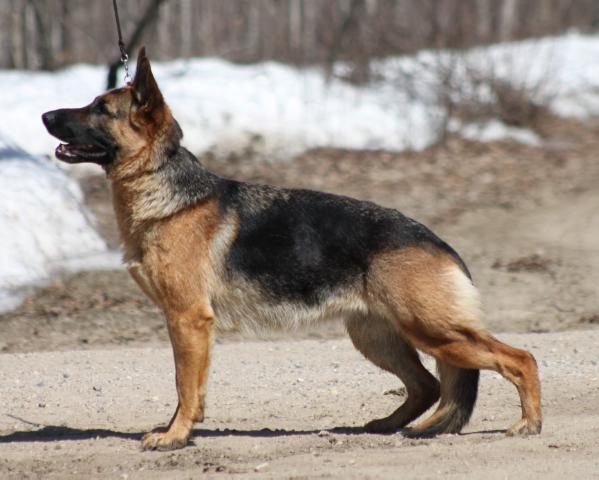 UKC GRCH Coppermoon Shine Von Katzel