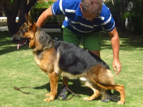 W-Rebel do Cachinauá