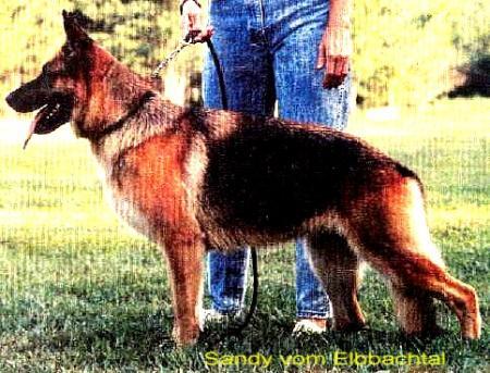 Sandy vom Elbbachtal