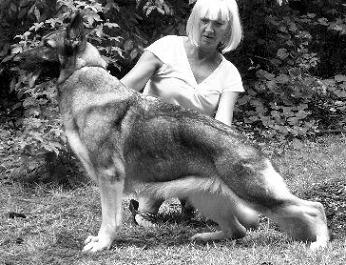 Hi-Lo's Honeysuckle Rose