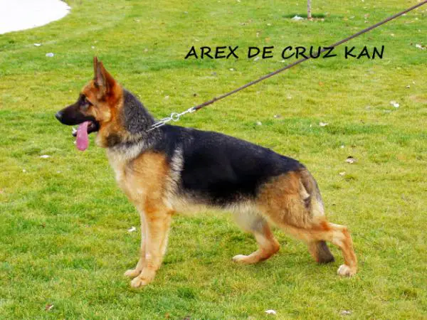Arex De Cruz Kan