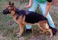 Burya Forward Ukraine