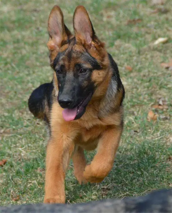 Harley Von Haus Wisenbaker