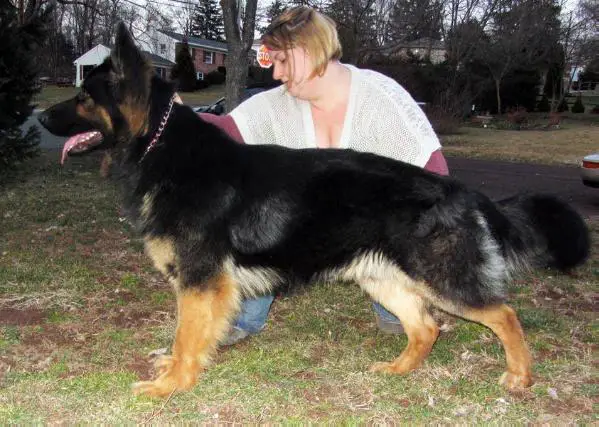 Great Bear Jupiter von Grillo