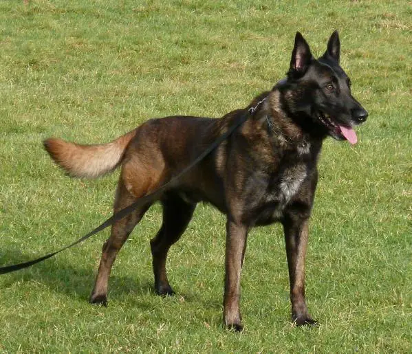 Faelan du Clos d'Alsan