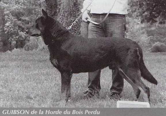 Guibson de la Horde du Bois Perdu