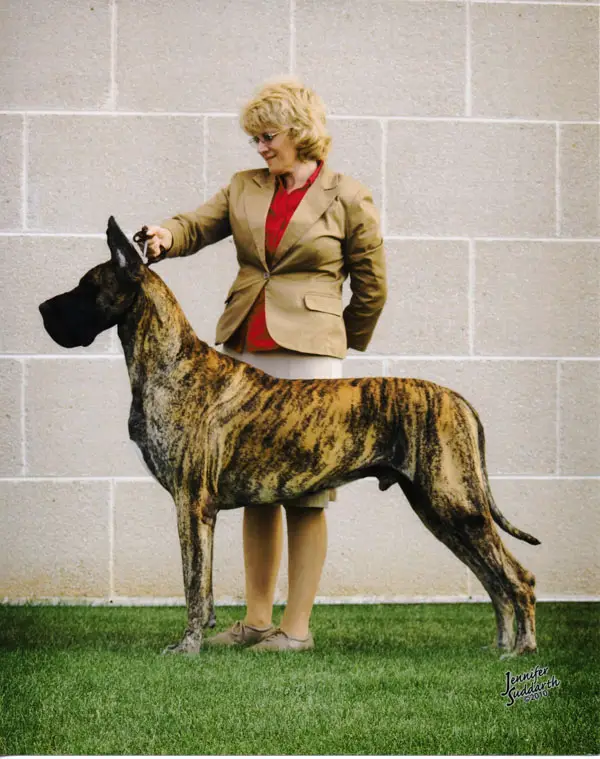 BISS GCH CH Von Charms Return Of The King
