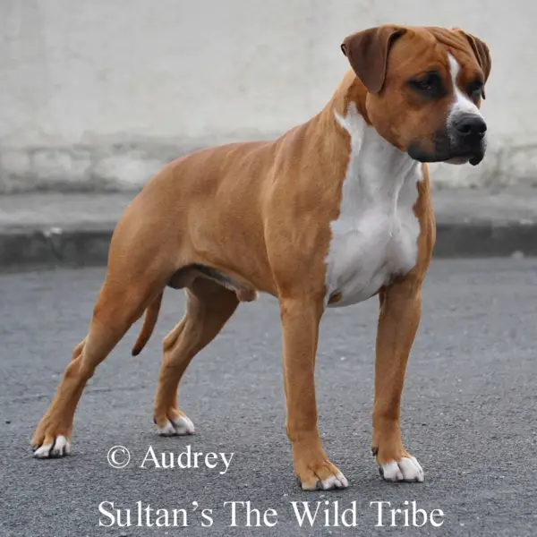 sultan's wild Tribe