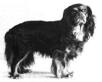 CH Cadeyrn Black Tulip