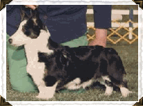 CH Rhydowen Sweet Heart