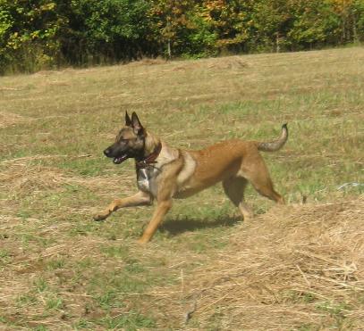 Izar Perle de Tourbière