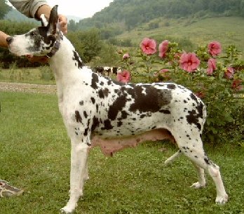 R&R mackenzie melodie