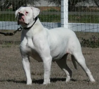 Johnson's Millie Louise 02 (Weaver's)