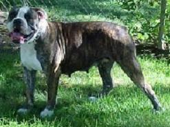 Zena's Pride