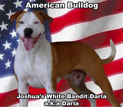 Joshua's White Bandit Darla