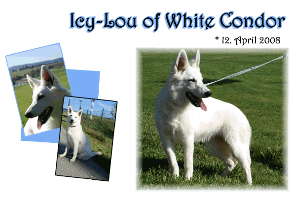 Icy-Lou of White Condor
