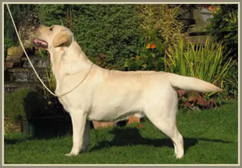 SH. CH. Cambremer Craftsman