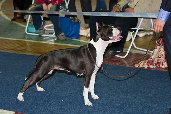 JCHRUS CHRUS CHRKF Stellar Vey Del Kampo for Vladlider