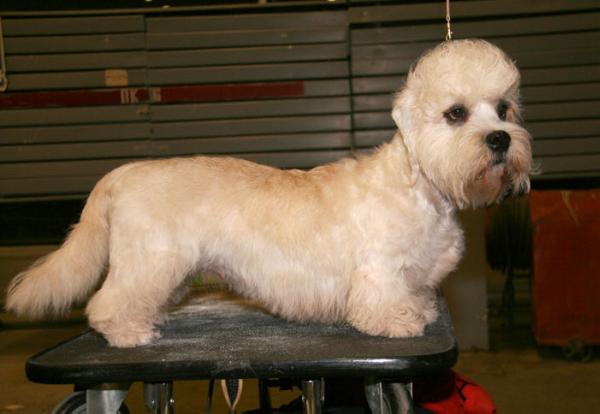 CHINT,CZ,SLO,PL,BALT Rus Show Forever Be Stil My Heart