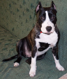 Latifa Tigrina for Royal Court Yard