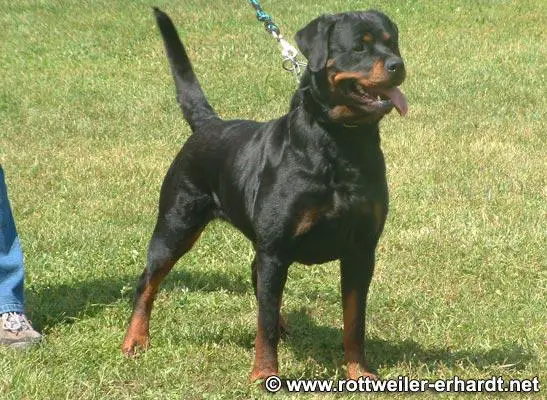 Astra vom Schwaigerner Hexenturm