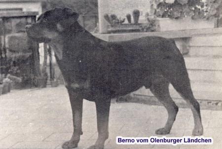Berno vom Oldenburger Ländchen
