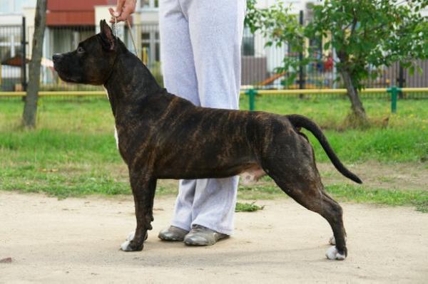 CH Tsefey Alvik S Almaznogo Ostrova