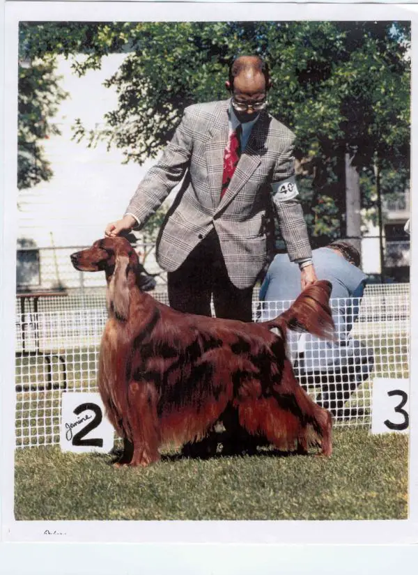 AM/CAN CH Meadowlarks Muir Woods