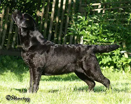 INTER CH, CH FIN Follies Moulin Rouge