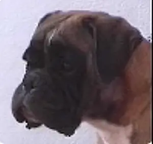 Fleury v.Victoria's Stardust