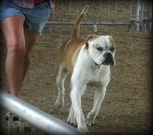 NKC CH Hayhurst's Red Machine