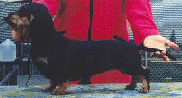 Coppercreeks Deja vu Edition