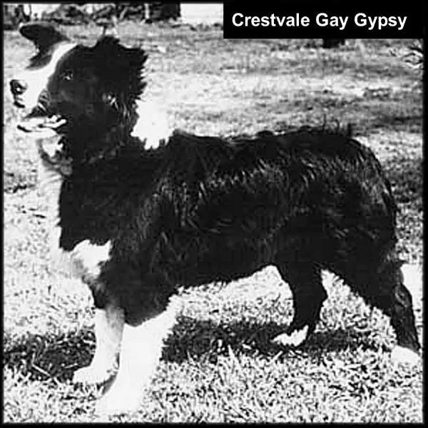 Crestvale Gay Gypsy