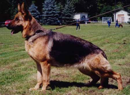 V Hetty vom Haus Erlebach